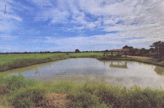 ขายทอดตลาด ที่ดินว่างเปล่า ต.เมืองเก่า อ.เมืองสุโขทัย จ.สุโขทัย