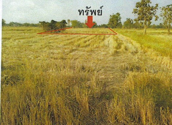 ขายทอดตลาด ที่ดินว่างเปล่า ต.บ้านกล้วย อ.เมืองสุโขทัย จ.สุโขทัย