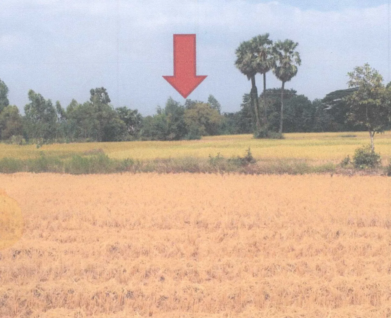 ขายทอดตลาด ที่ดินว่างเปล่า ต.เมืองพาน อ.บ้านผือ จ.อุดรธานี