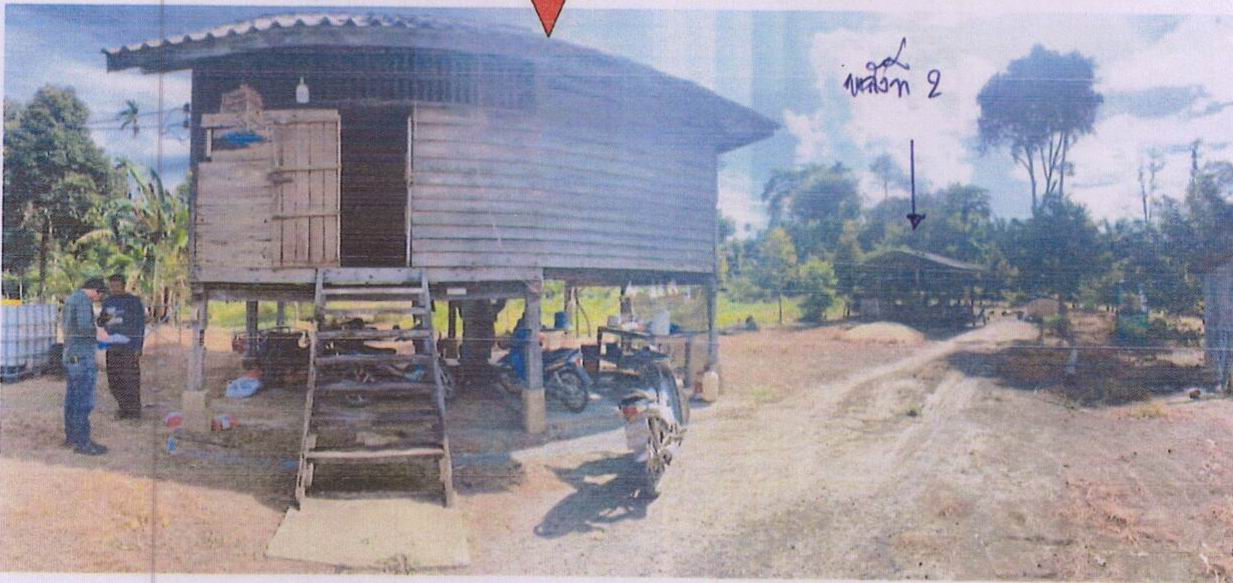 ขายทอดตลาด ที่ดินพร้อมสิ่งปลูกสร้าง ต.กรูด อ.กาญจนดิษฐ์ จ.สุราษฎร์ธานี