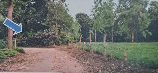 ขายทอดตลาด ที่ดินว่างเปล่า ต.ปะอาว อ.เมืองอุบลราชธานี จ.อุบลราชธานี