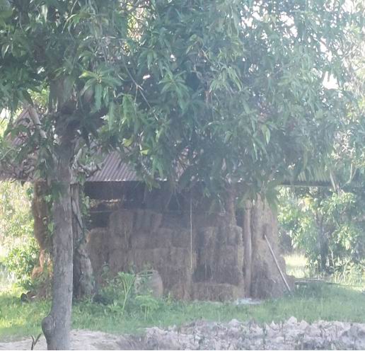 ขายทอดตลาด ที่ดินพร้อมสิ่งปลูกสร้าง ต.ตะบ่าย อ.ศรีเมืองใหม่ จ.อุบลราชธานี