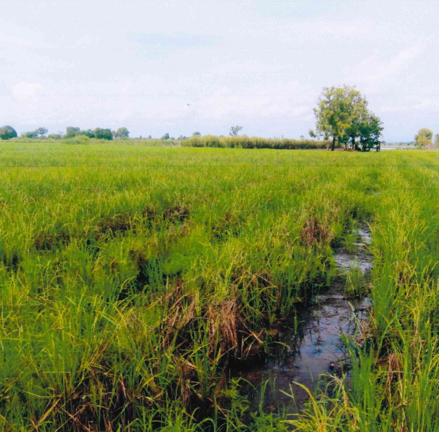 ขายทอดตลาด ที่ดินว่างเปล่า ต.วังทอง อ.ศรีสำโรง จ.สุโขทัย