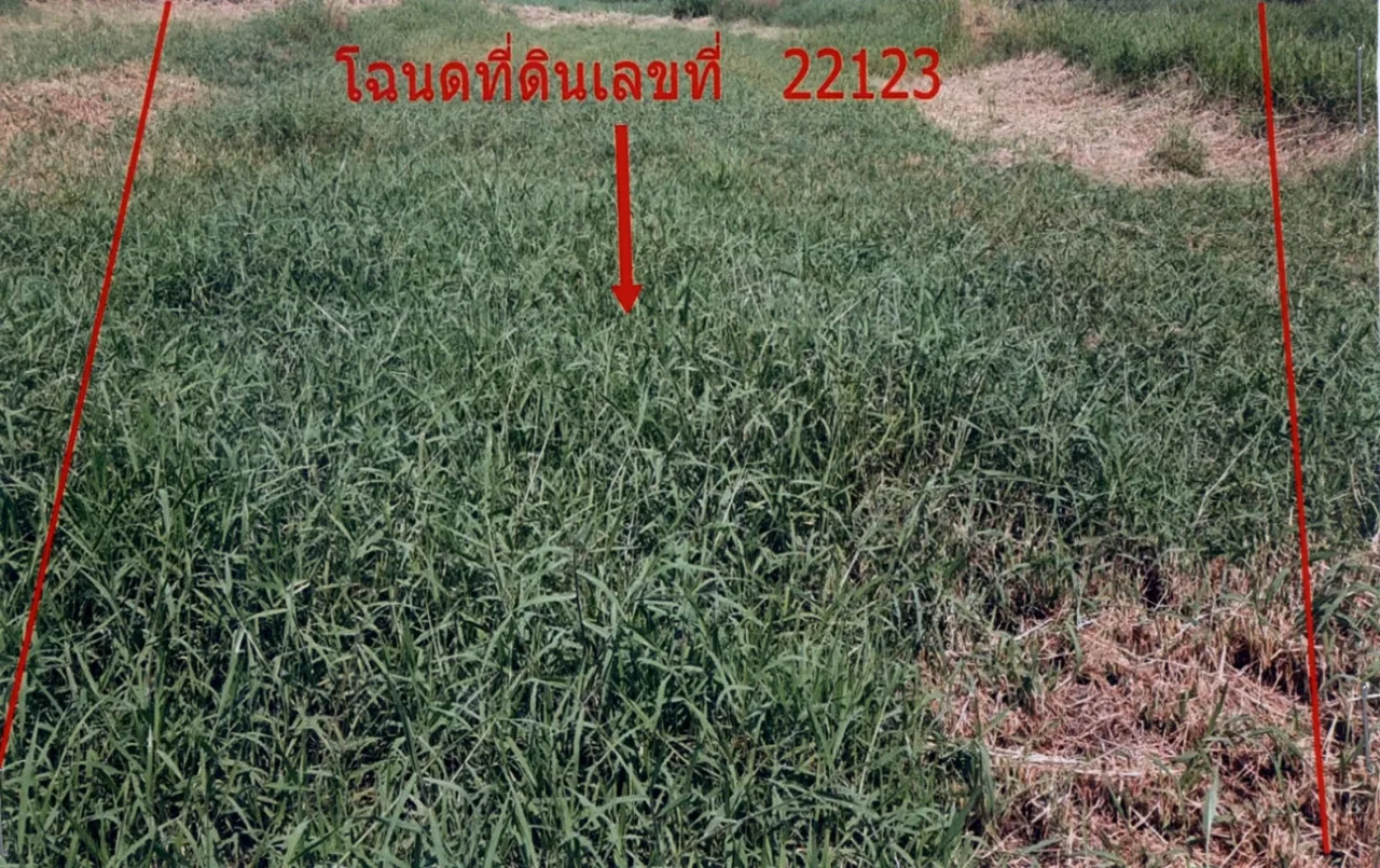 ขายทอดตลาด ที่ดินว่างเปล่า ต.บุ่งมะแลง อ.สว่างวีระวงศ์ จ.อุบลราชธานี
