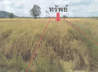 รูปทรัพย์ 2