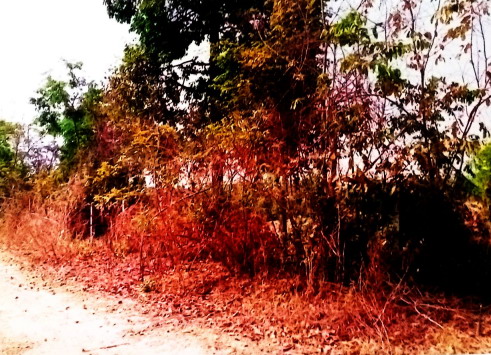 ขายทอดตลาด ที่ดินว่างเปล่า ต.บุ่งหวาย อ.วารินชำราบ จ.อุบลราชธานี