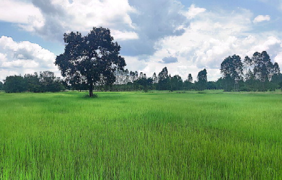 ขายทอดตลาด ที่ดินว่างเปล่า ต.ท่าช้าง อ.สว่างวีระวงศ์ จ.อุบลราชธานี