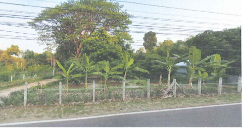 ขายทอดตลาด ที่ดินพร้อมสิ่งปลูกสร้าง ต.ไร่ใต้ อ.พิบูลมังสาหาร จ.อุบลราชธานี