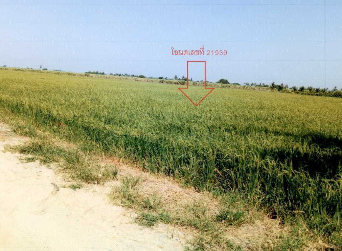 ขายทอดตลาด ที่ดินว่างเปล่า ต.วังลึก อ.สามชุก จ.สุพรรณบุรี