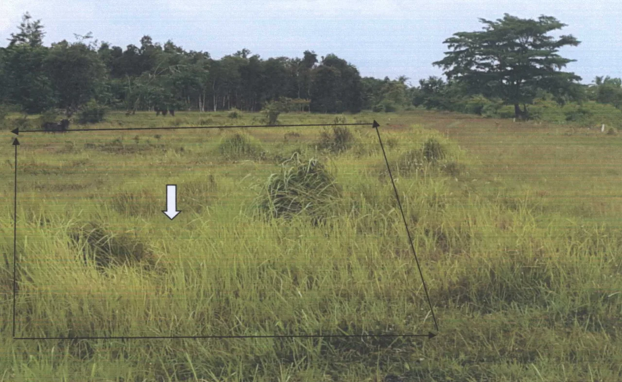 ขายทอดตลาด ที่ดินว่างเปล่า ต.ทุ่งกง อ.กาญจนดิษฐ์ จ.สุราษฎร์ธานี
