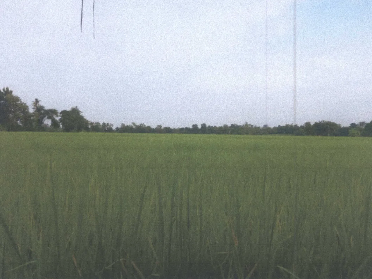 ขายทอดตลาด ที่ดินว่างเปล่า ต.ท่าพระ อ.เมืองขอนแก่น จ.ขอนแก่น