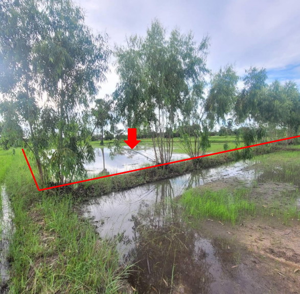 ขายทอดตลาด ที่ดินว่างเปล่า ต.ยางโยภาพ อ.ม่วงสามสิบ จ.อุบลราชธานี