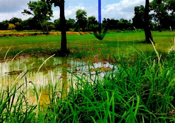 ขายทอดตลาด ที่ดินว่างเปล่า ต.นาพิน อ.ตระการพืชผล จ.อุบลราชธานี