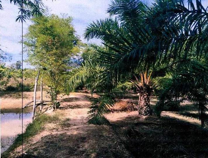 ขายทอดตลาด ที่ดินพร้อมสิ่งปลูกสร้าง ต.กุดบง อ.โพนพิสัย จ.หนองคาย