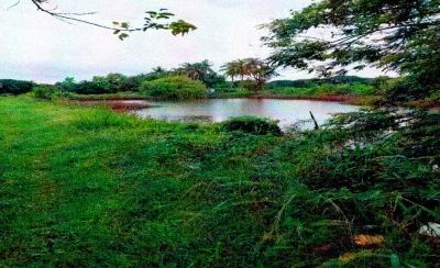 ขายทอดตลาด ที่ดินว่างเปล่า ต.ปะโค อ.เมืองหนองคาย จ.หนองคาย