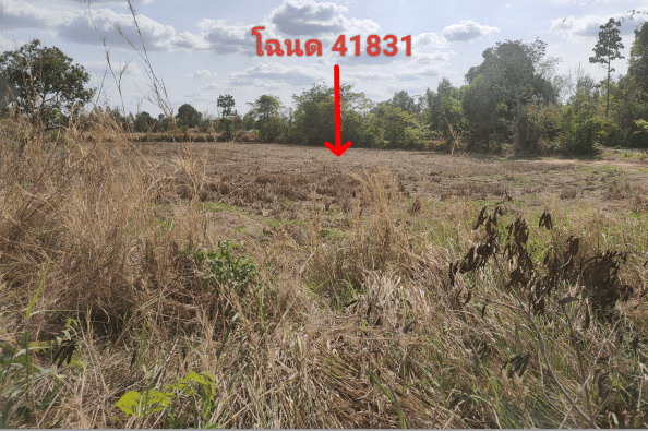 ขายทอดตลาด ที่ดินว่างเปล่า ต.บ้านแดง อ.ตระการพืชผล จ.อุบลราชธานี