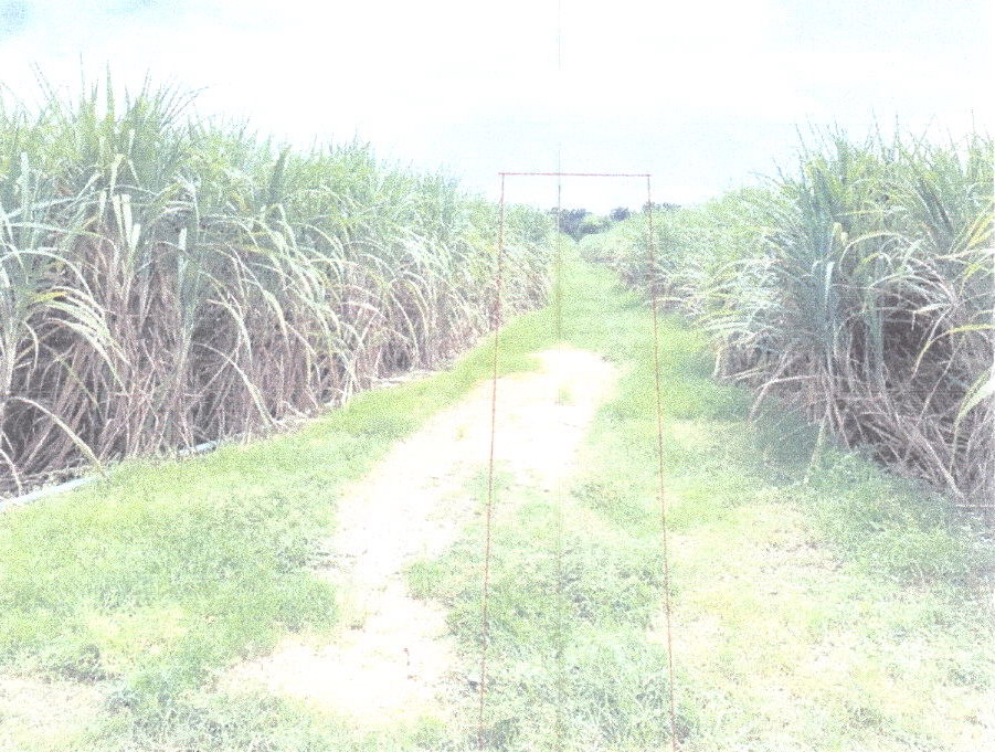 ขายทอดตลาด ที่ดินว่างเปล่า ต.ทะเลบก อ.ดอนเจดีย์ จ.สุพรรณบุรี