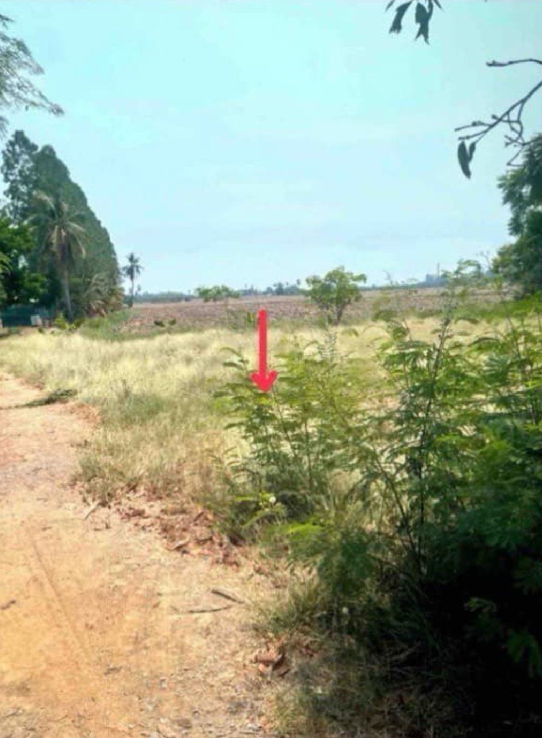 ขายทอดตลาด ที่ดินว่างเปล่า ต.บางงาม อ.ศรีประจันต์ จ.สุพรรณบุรี