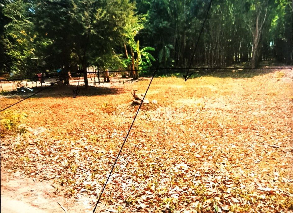 ขายทอดตลาด ที่ดินว่างเปล่า ต.ท่าเรือ อ.บ้านนาเดิม จ.สุราษฎร์ธานี