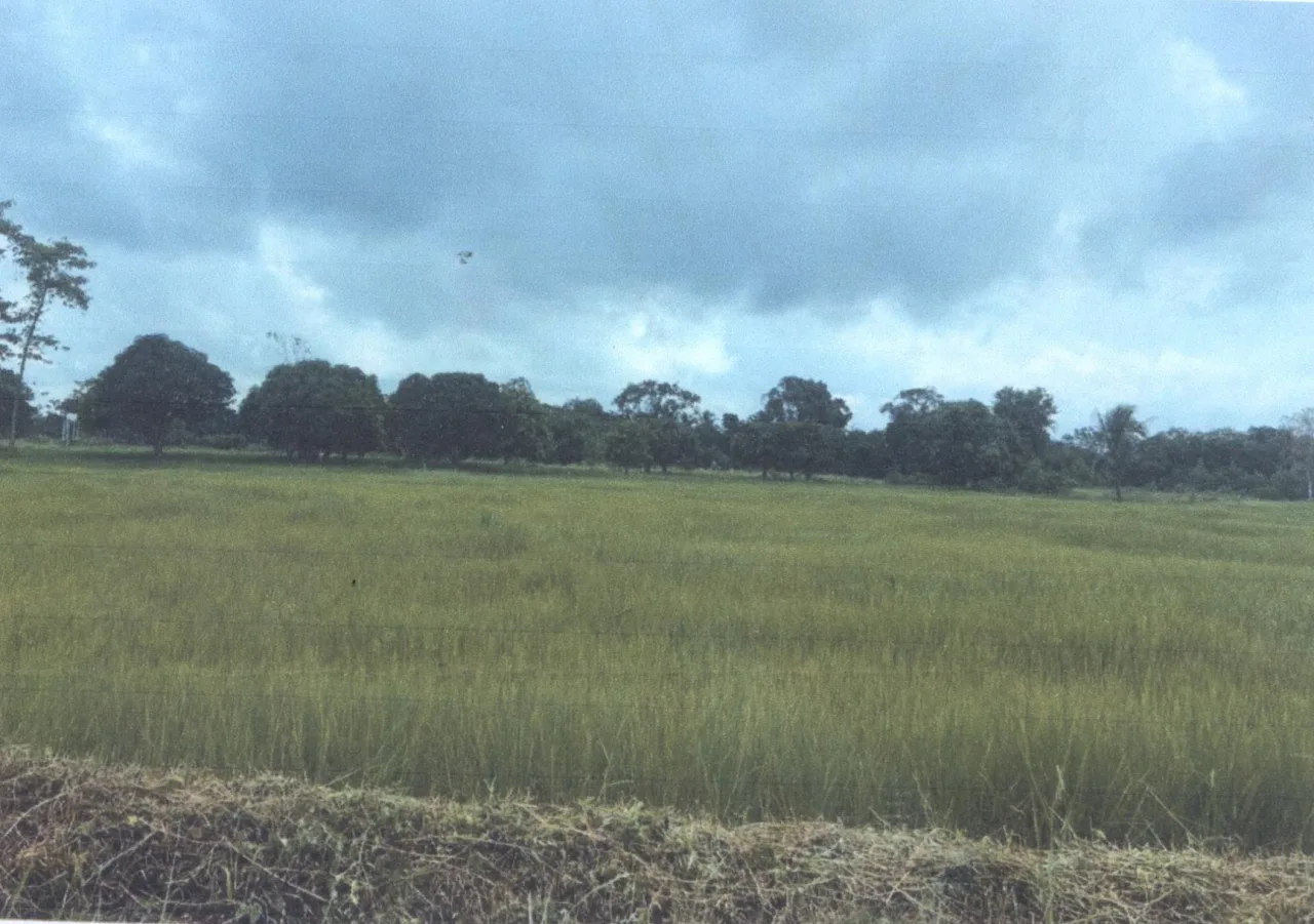 ขายทอดตลาด ที่ดินว่างเปล่า ต.ยางโยภาพ อ.ม่วงสามสิบ จ.อุบลราชธานี
