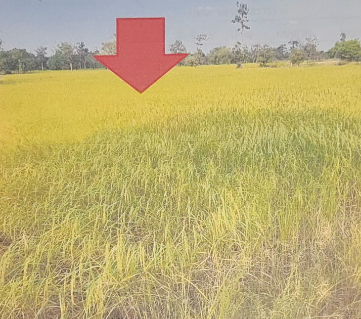 ขายทอดตลาด ที่ดินว่างเปล่า ต.หนองช้างใหญ่ อ.ม่วงสามสิบ จ.อุบลราชธานี