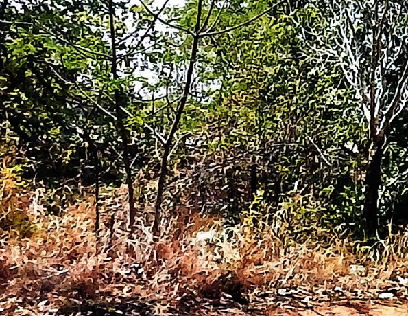 ขายทอดตลาด ที่ดินว่างเปล่า ต.เกษม อ.ตระการพืชผล จ.อุบลราชธานี