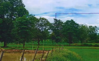 รูปทรัพย์ 2