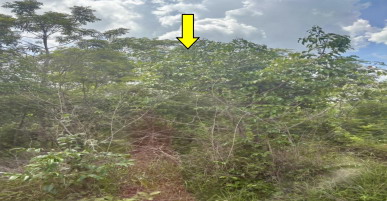 ขายทอดตลาด ที่ดินว่างเปล่า ต.กุดลาด อ.เมืองอุบลราชธานี จ.อุบลราชธานี